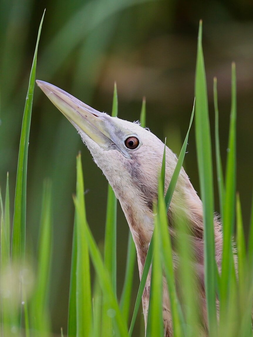 How rice farmers are helping protect Australia's bunyip bird thumbnail