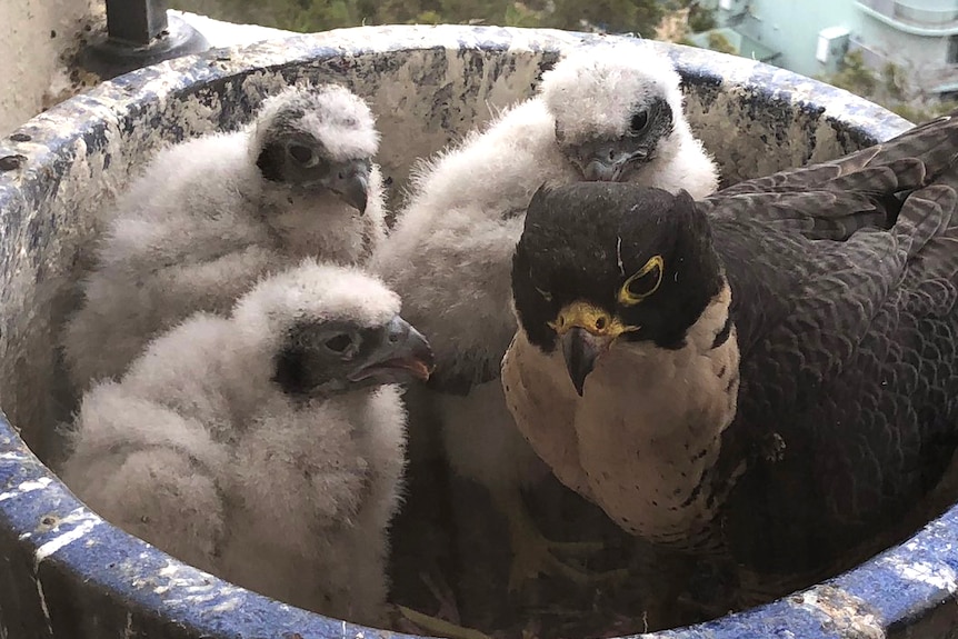 A mother peregrine falcon and her three chicks in a pot on a Perth balcony.