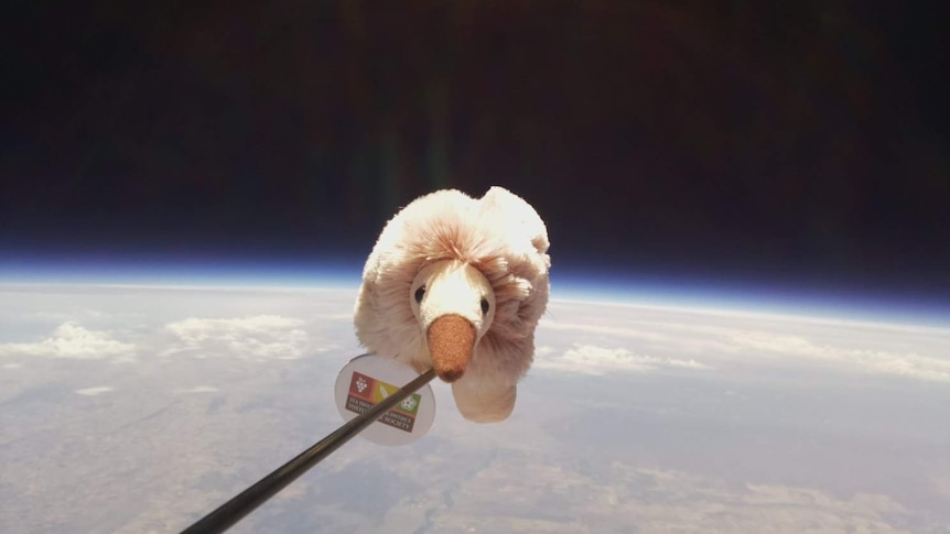 Soft toy echidna in space, with Earth below and black space behind.