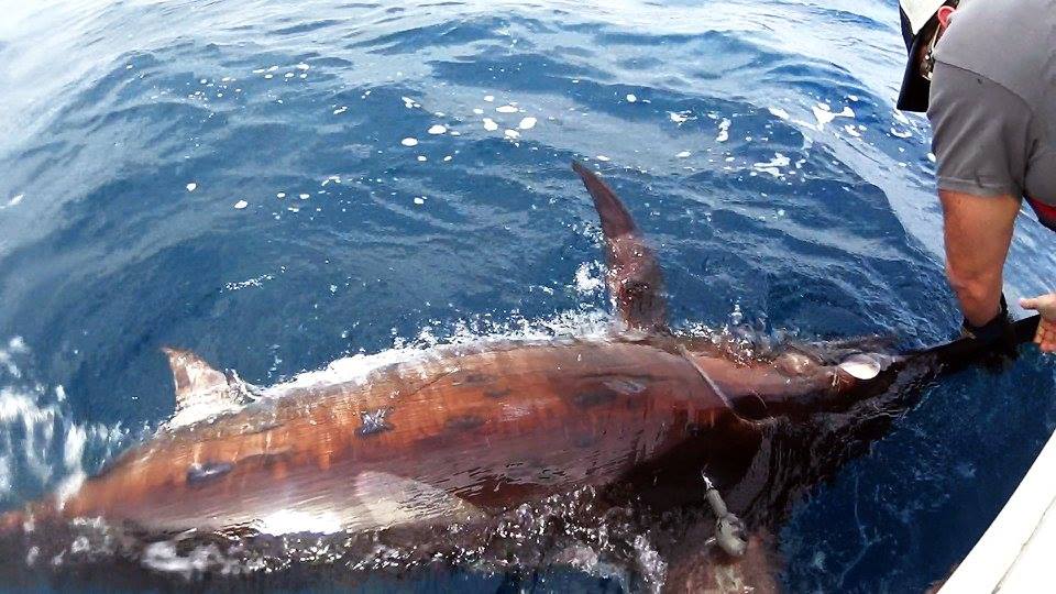 Swordfish study providing insights into recreational tag-and release ...