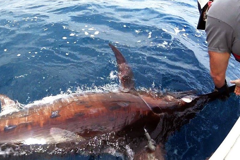 Dr Sean Tracey about to release a swordfish after attaching a satellite tag