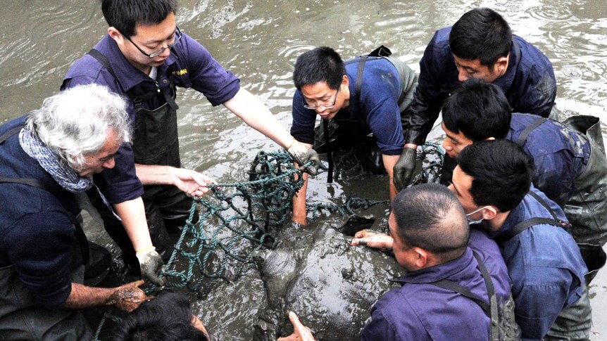 Researchers lift a female Yangtze giant softshell turtle out of the water at a zoo in Suzhou.