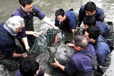 Researchers lift a female Yangtze giant softshell turtle out of the water at a zoo in Suzhou.