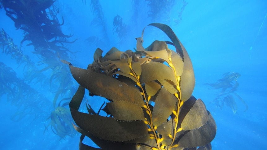 The seaweed farming trials will include the kelp which form the foundation of the kelp forests off Tasmania's coastline