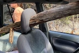 Tree branch through headrest