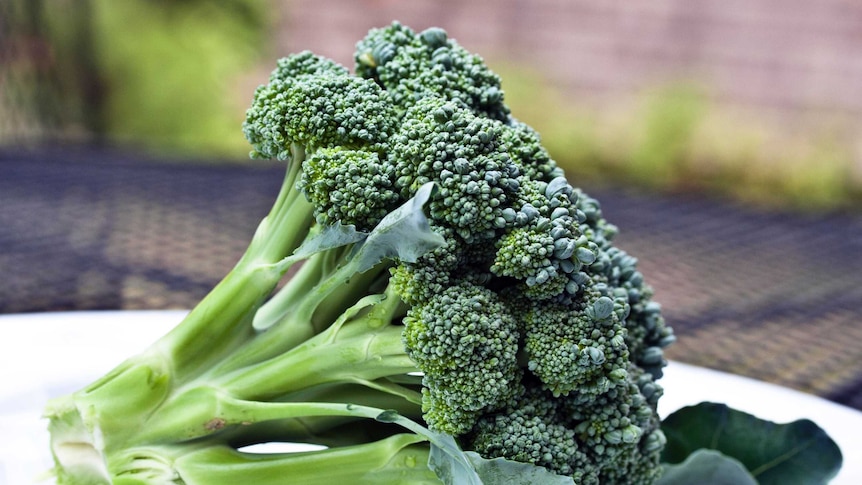 A head of broccoli sitting on a table.