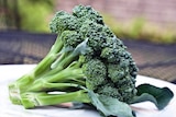 A head of broccoli sitting on a table.