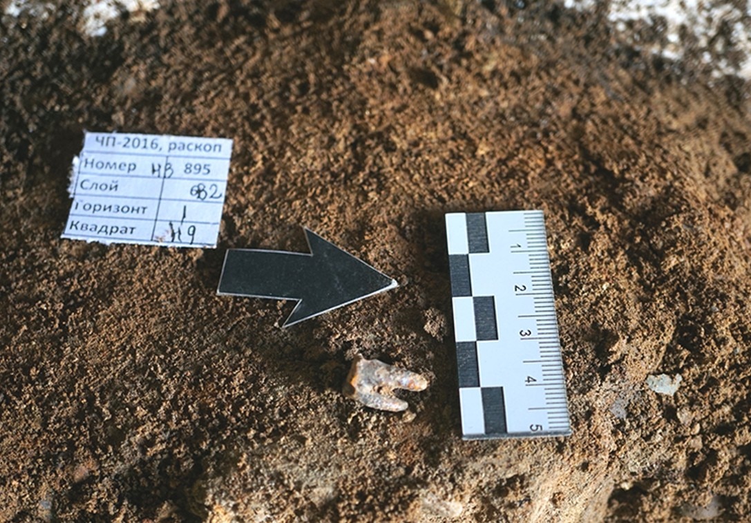 Arrow points to Neanderthal tooth on cave floor next to measuring ruler.
