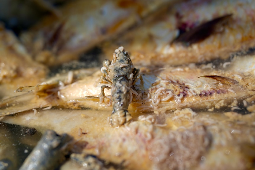 A yabby eating a fish corpse with maggots all over it