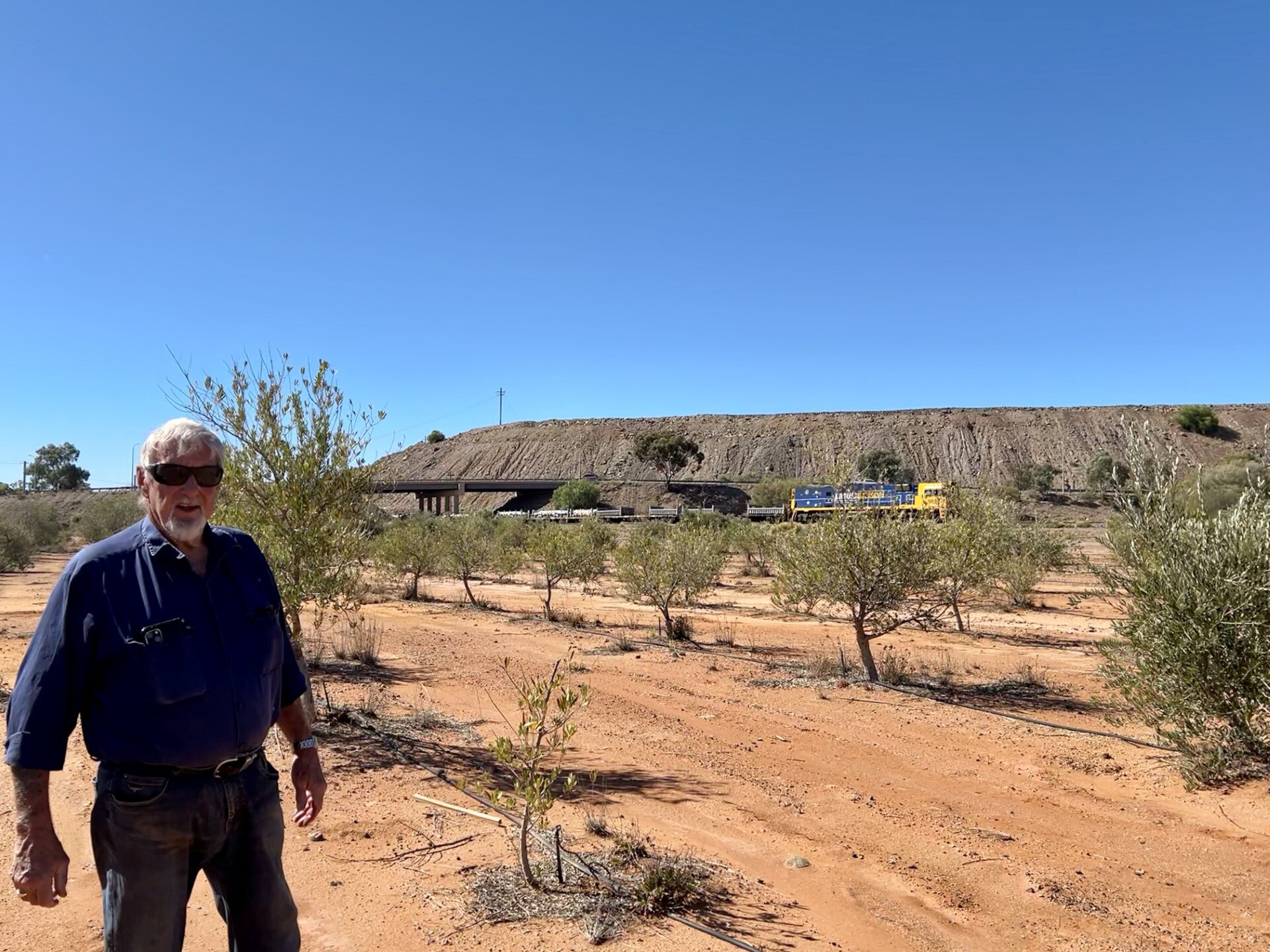 Man stands in front of olive trees in desert as train drives by.
