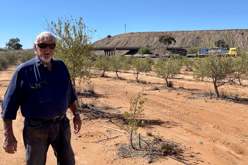 Man stands in front of olive trees in desert as train drives by.