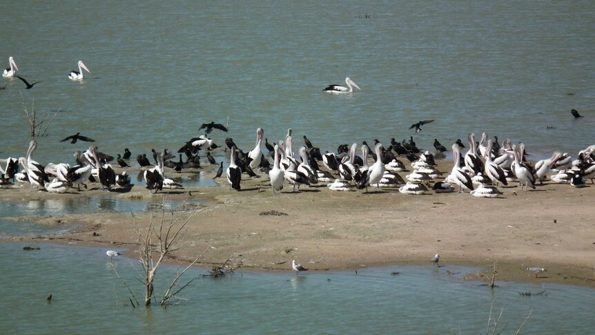 Menindee Lakes pelicans 1