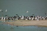 Menindee Lakes pelicans 1