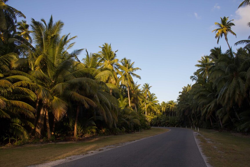 A road surrounded by coconut palms.