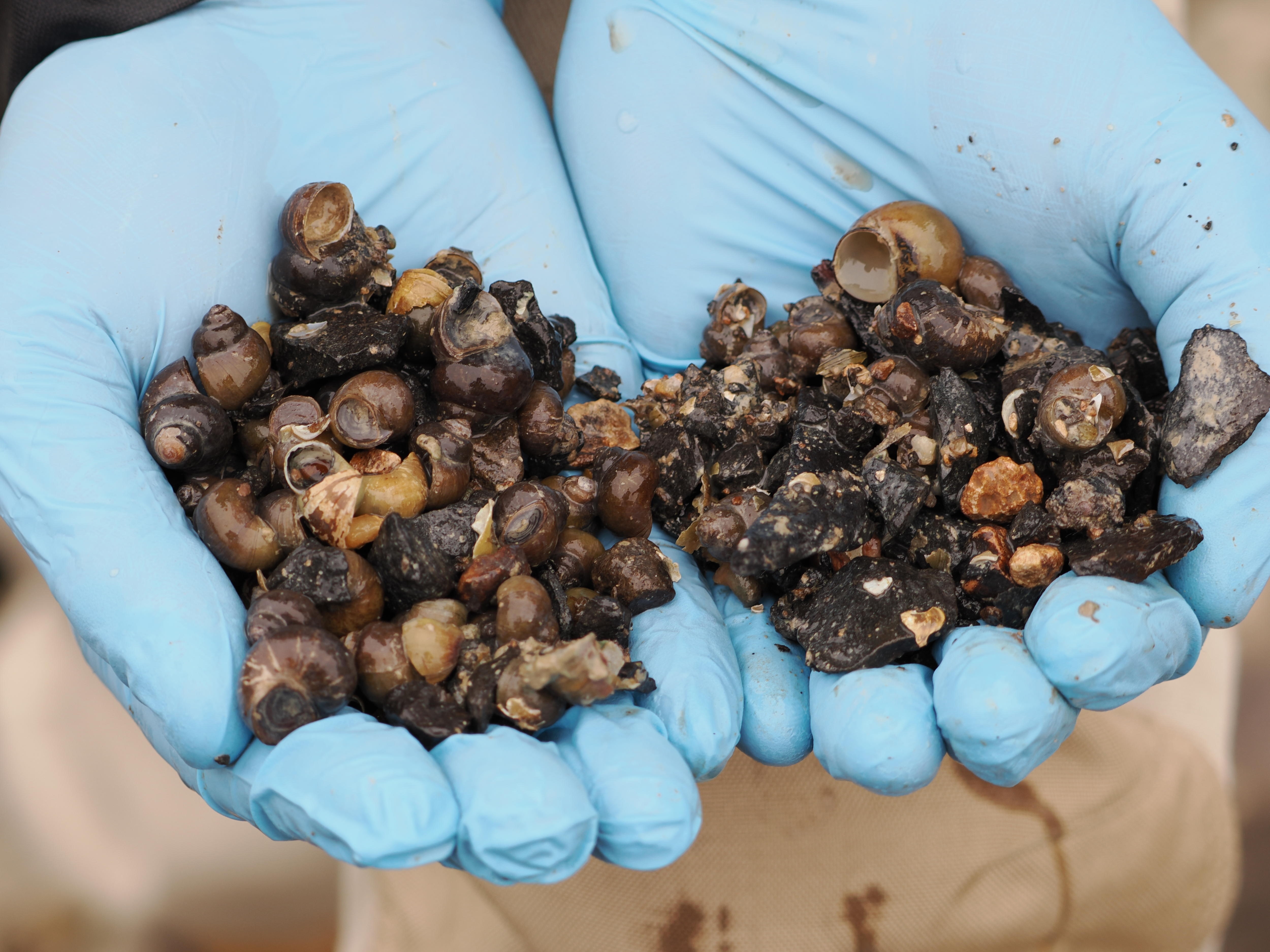 'Glimmer of hope' as near-extinct Darling River snails discovered