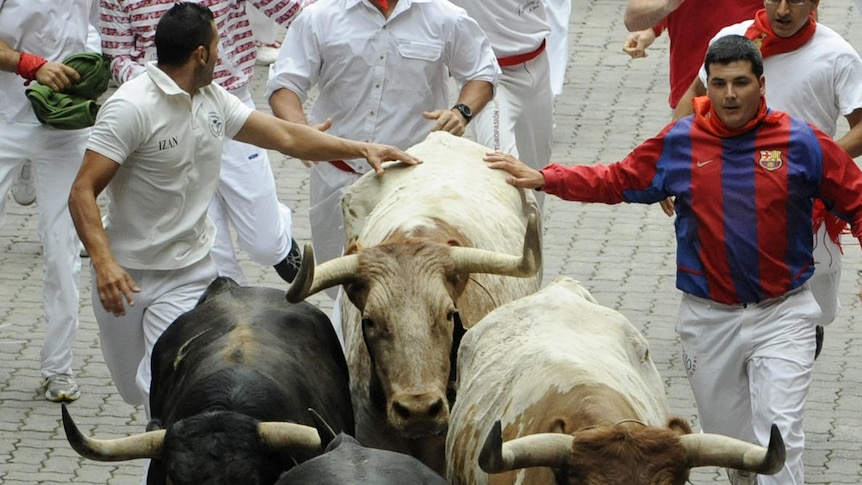 Runners sprint in front of bulls in Spain