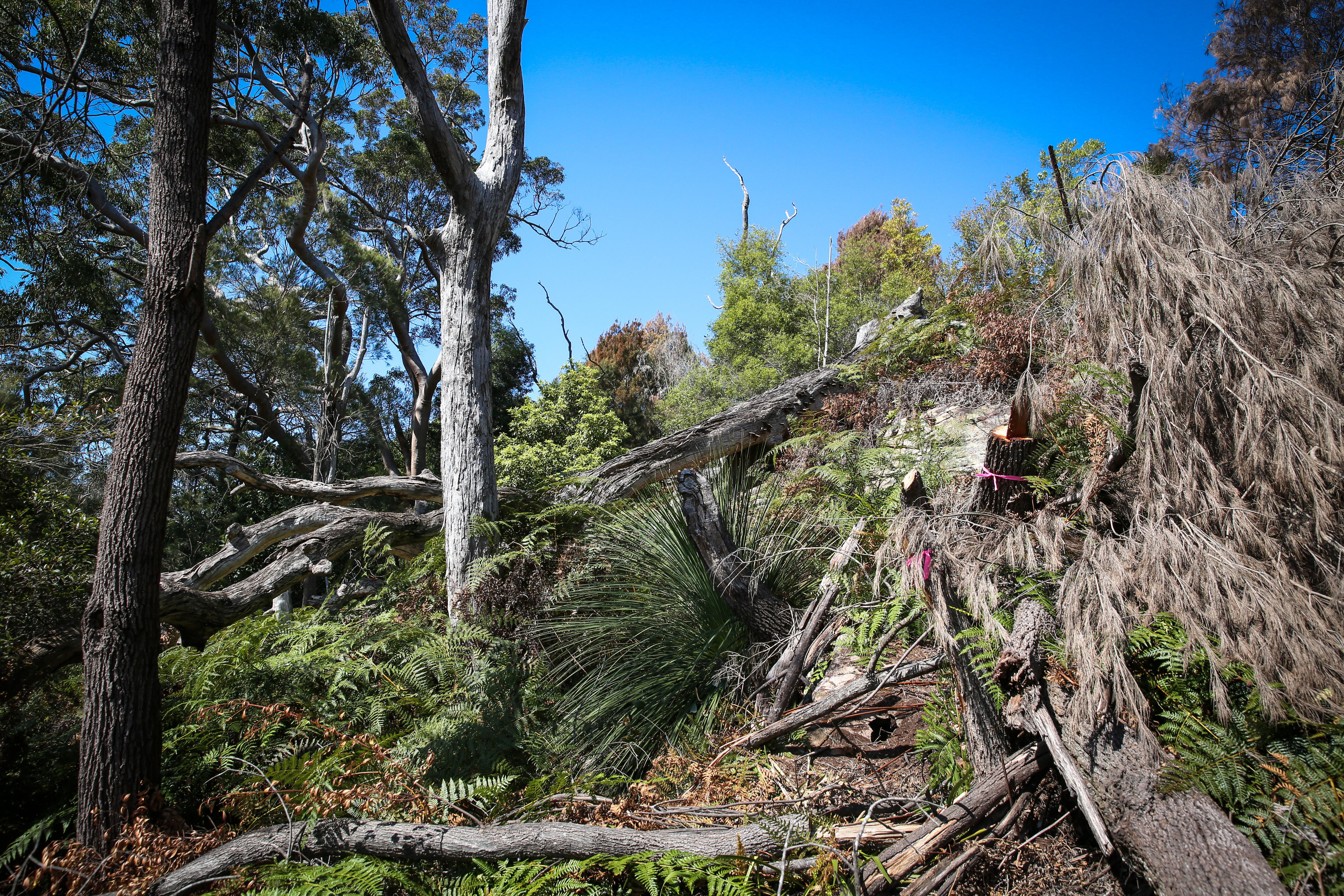 Trees destroyed in Castle Cove area of Sydney