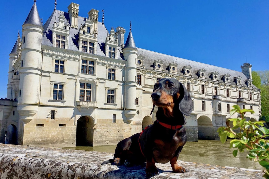 Schnitzel at Chateau de Chenonceau in France