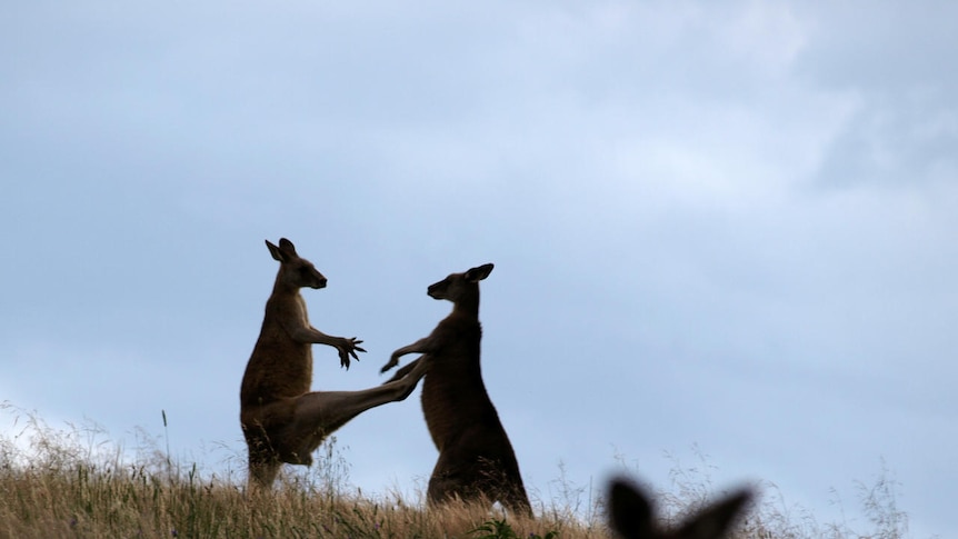 Kangaroos boxing each other