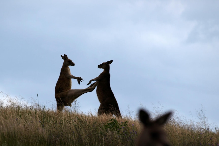 Boxing Day roos fight it out