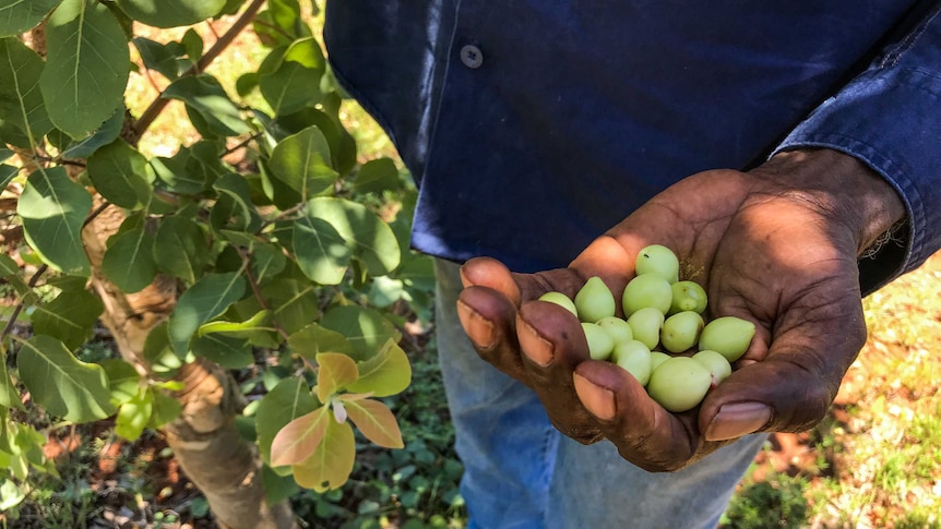 A close up of a handful of gubinge