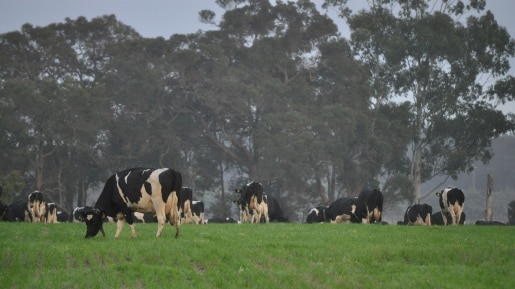 Dairy cows grazing.