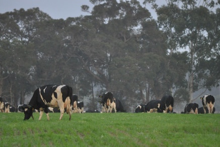Cows graze on a property in the South West
