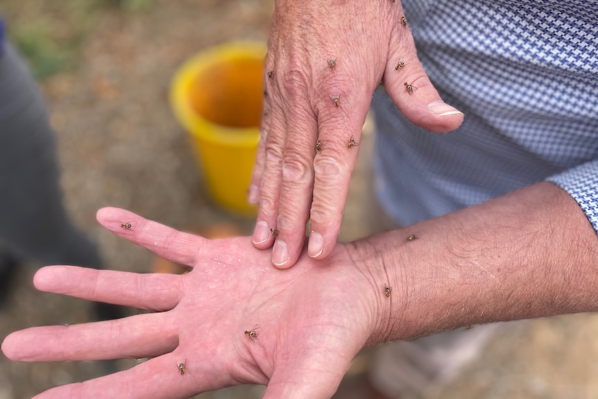 Sterile fruit flies crawling up a hand of a man wearing a blue shirt.
