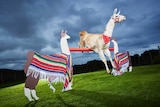 Caspa jumps over a pole held by two cardboard llamas