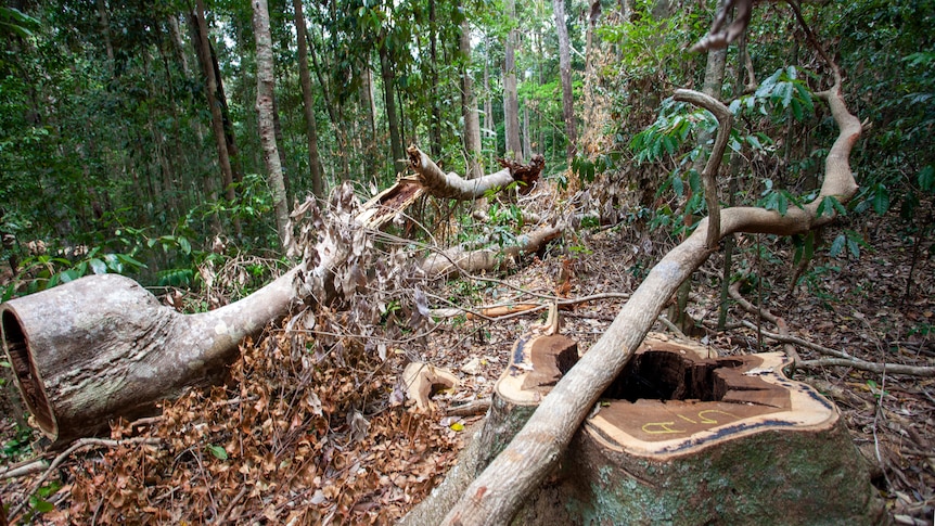 Une entreprise du Queensland condamnée à une amende pour exploitation forestière illégale dans la zone du patrimoine mondial des tropiques humides