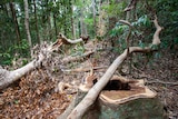 a tree stump in a rainforested area