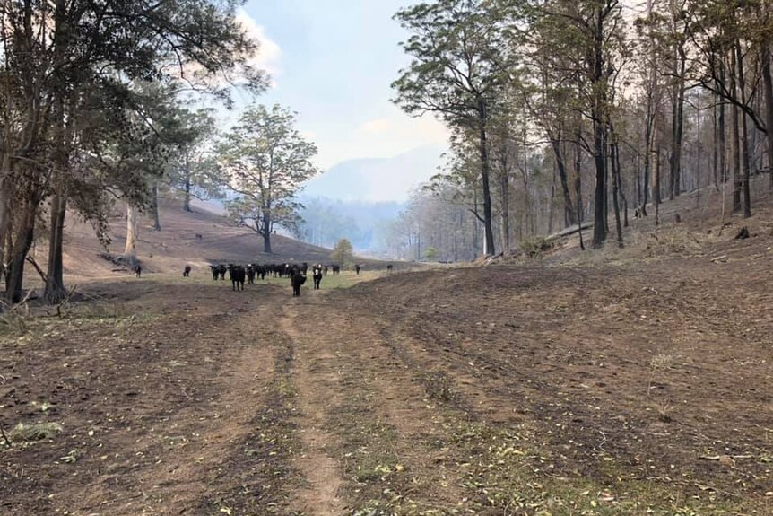 Cattle on a burnt property at Forbes River.