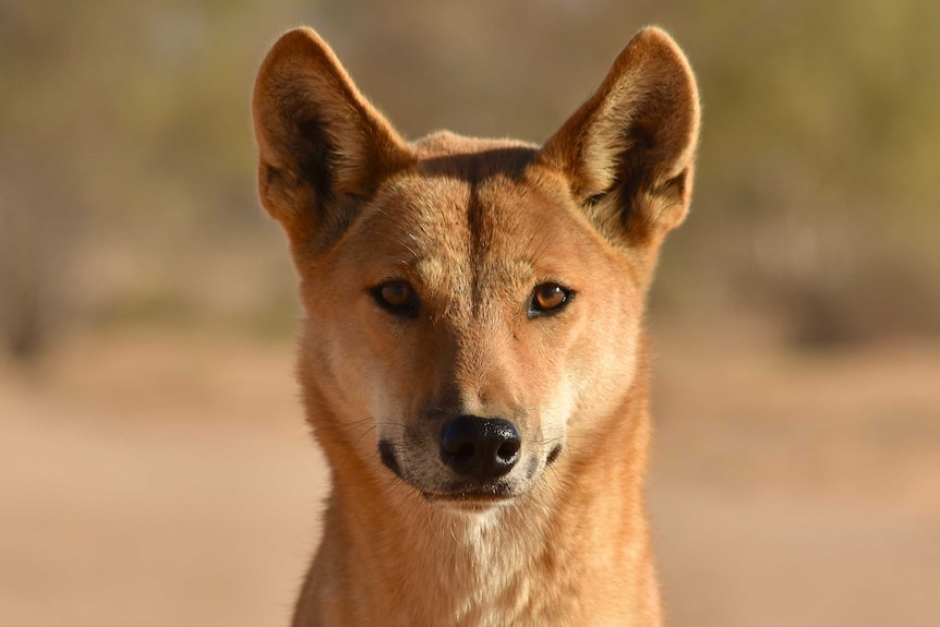 Wild dog doubt on notion that dingoes are basically extinct parts Australia - ABC News