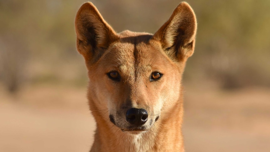 A close-up of a dingo looking into the camera