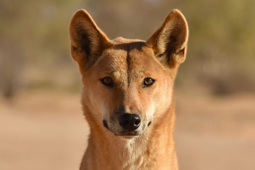 A close-up of a dingo looking into the camera