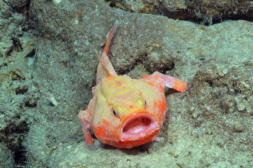 A round, orange fish with a large mouth.