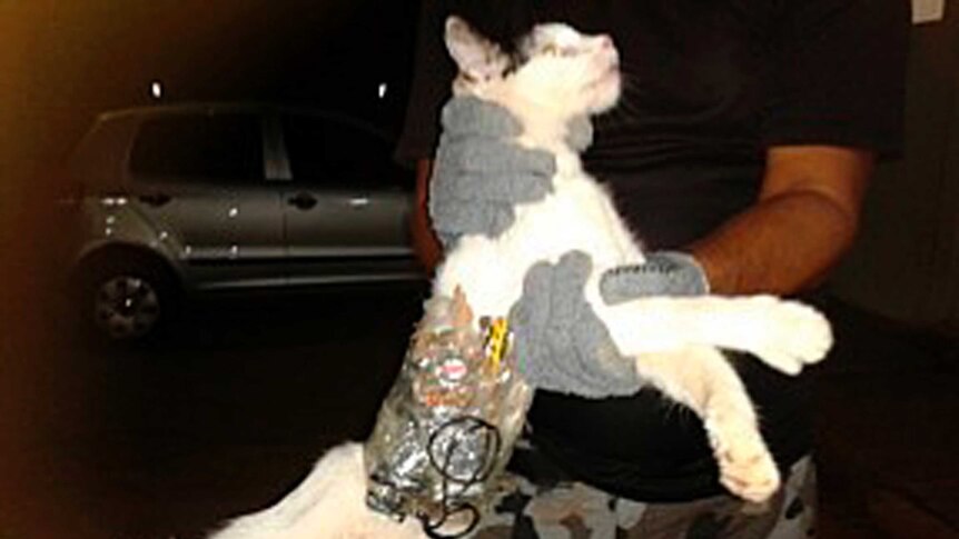 Prison guard holds cat with objects wrapped around its body