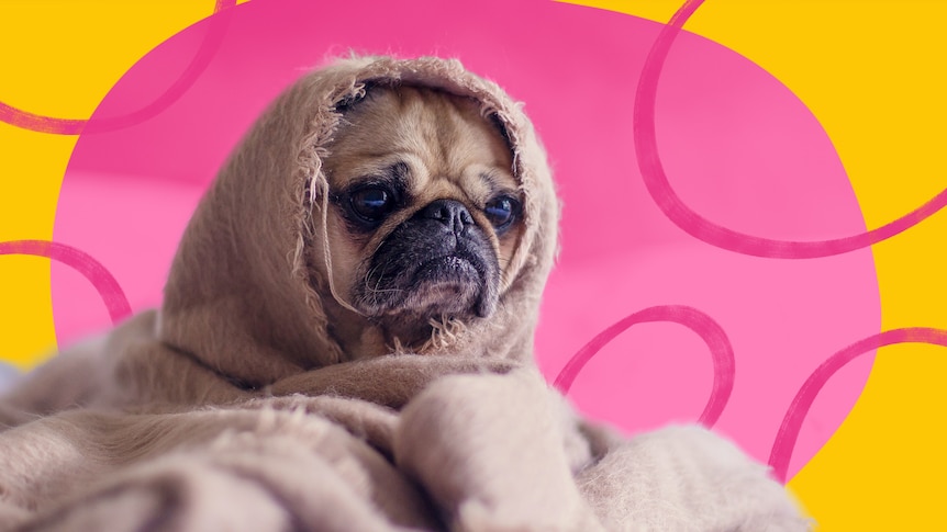 A sad-looking pug dog wrapped in a blanket with a yellow and pink background