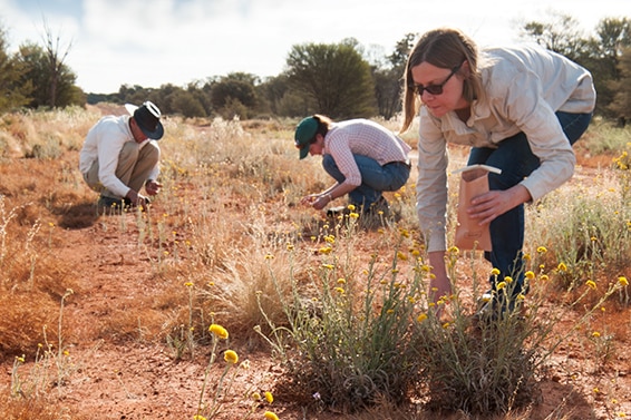 Woman in foreground, two people in background, crouched down collecting seeds from plants in field, red dirt landscape