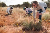 Woman in foreground, two people in background, crouched down collecting seeds from plants in field, red dirt landscape