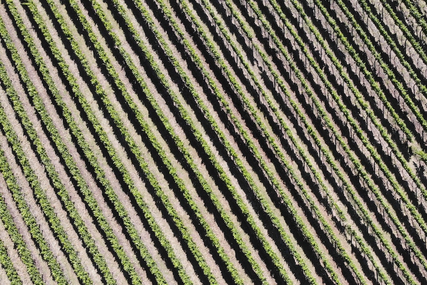 Aerial photo of green grape vines.