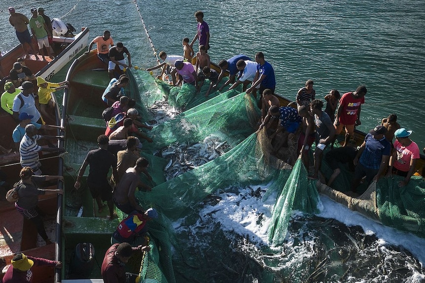 A group of people pulls up a large net full of fish standing on two boats with the net in between them