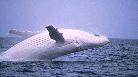 The rare white whale Migaloo has been spotted off far north Qld.