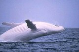 White whale Migaloo