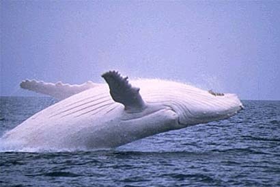 White whale Migaloo