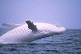 Whales seem to be disorientated by navy sonar (File photo)