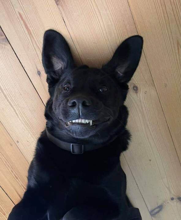 A black labrador smiles while laying on the ground