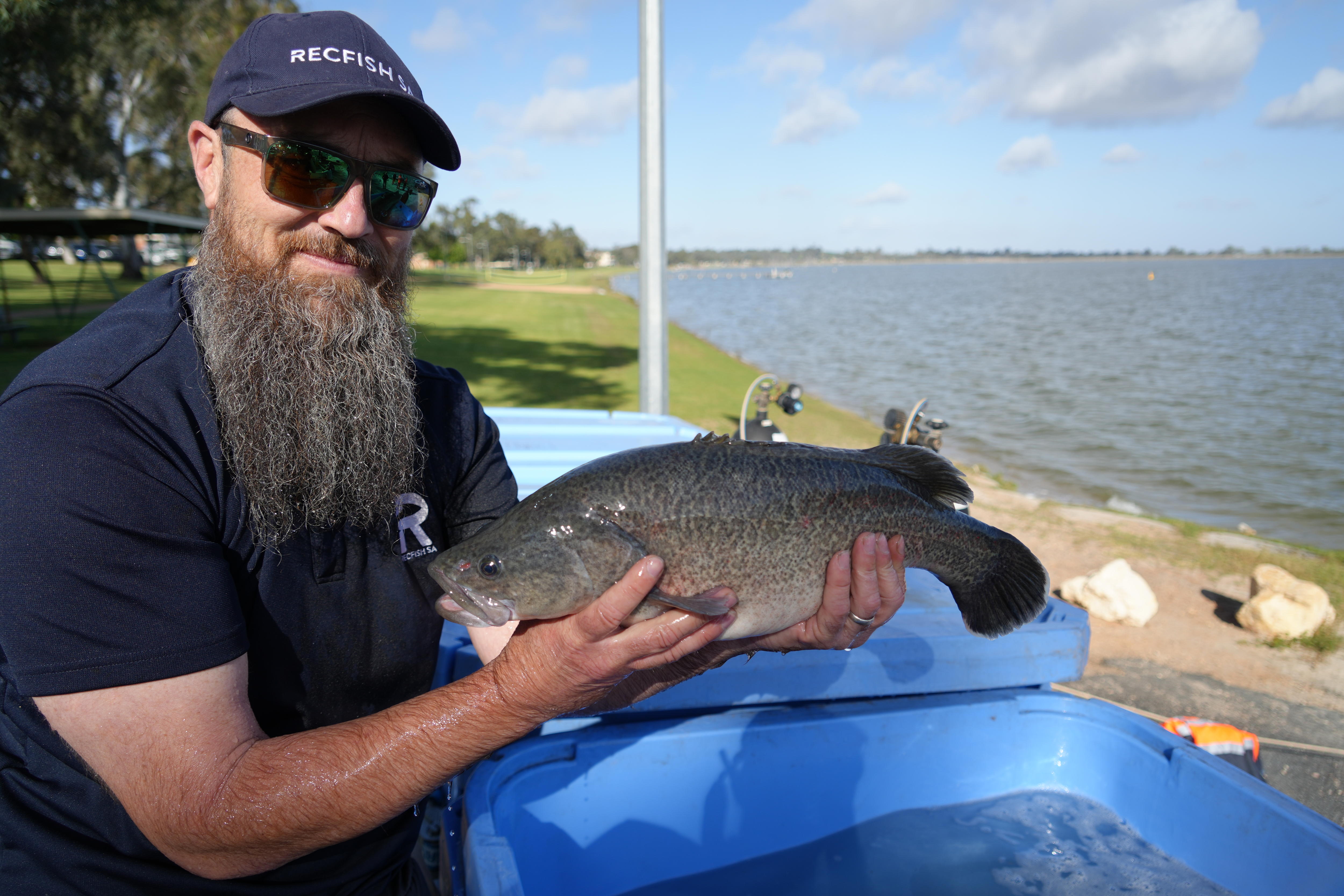 Back where they belong, Murray Cod bring new life to SA's Lake Bonney