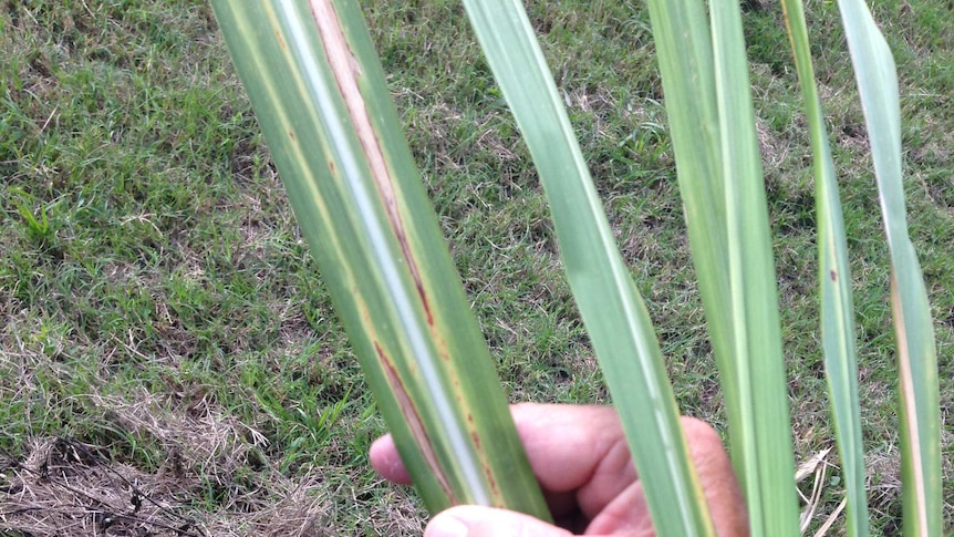 A hand holds cane leaves with white streaks