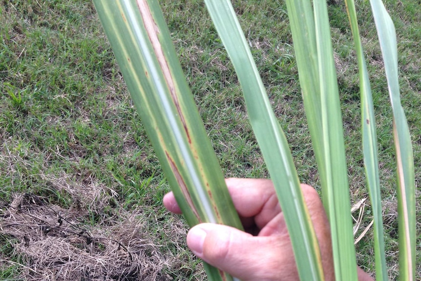 A hand holds cane leaves with white streaks